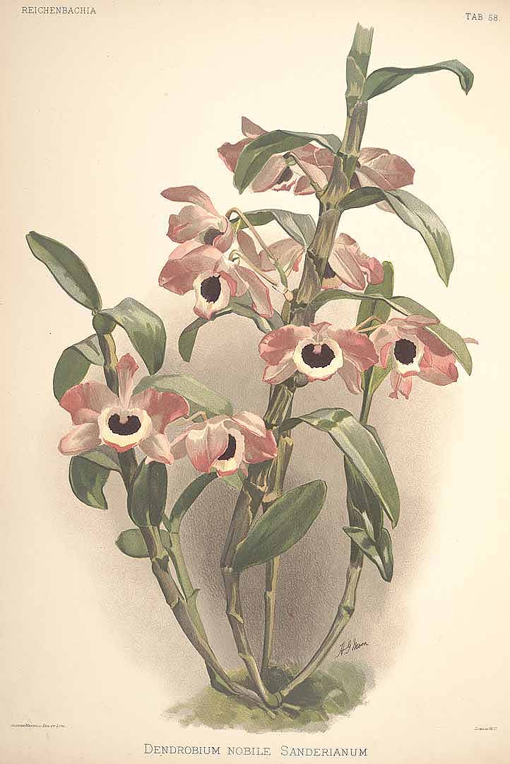 no HD illustration available (3)