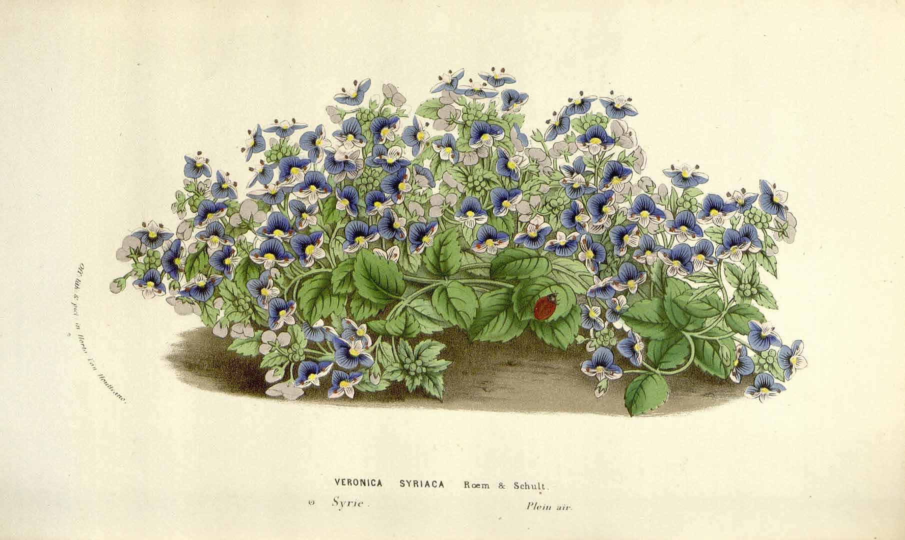 no HD illustration available (3)