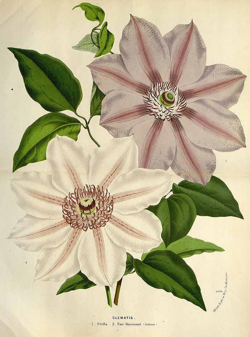 no HD illustration available (3)