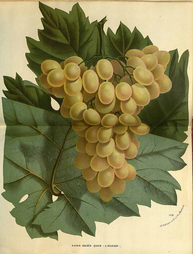 no HD illustration available (3)