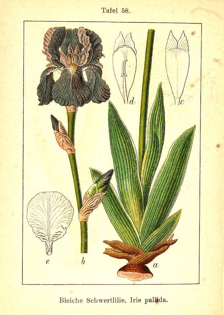 no HD illustration available (3)