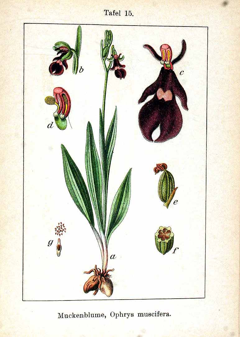 no HD illustration available (3)