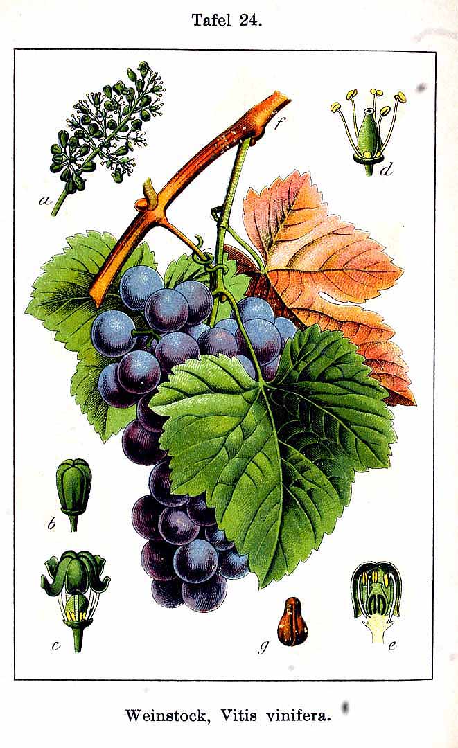 no HD illustration available (3)