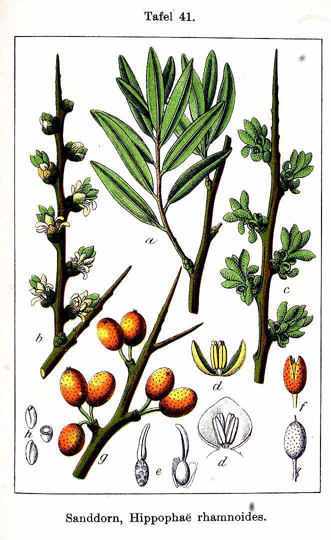 no HD illustration available (3)