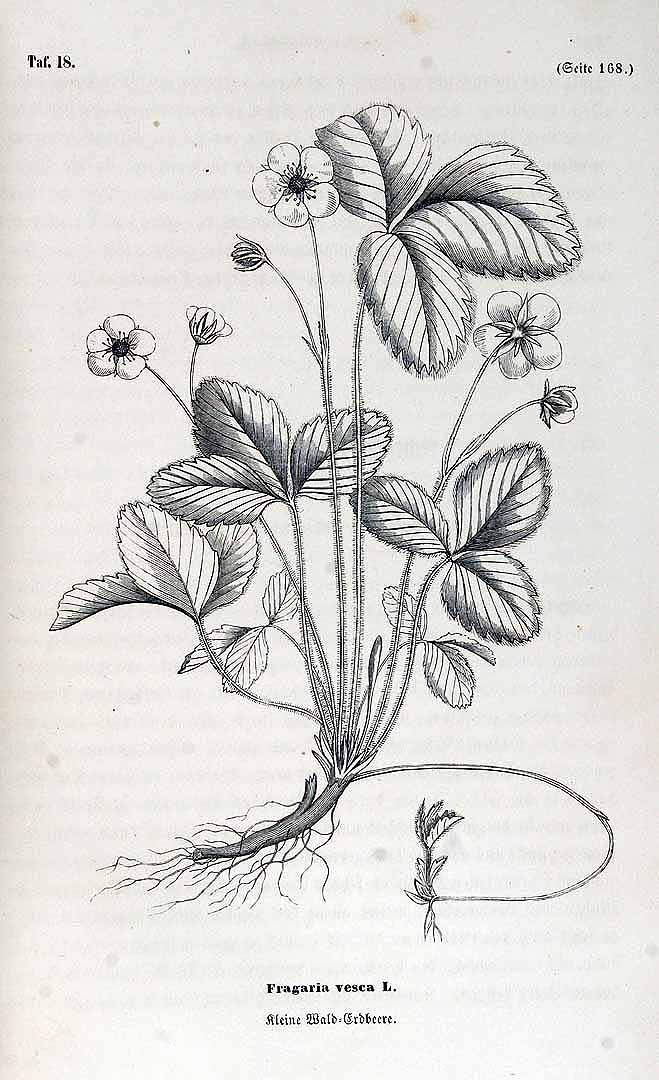 no HD illustration available (3)