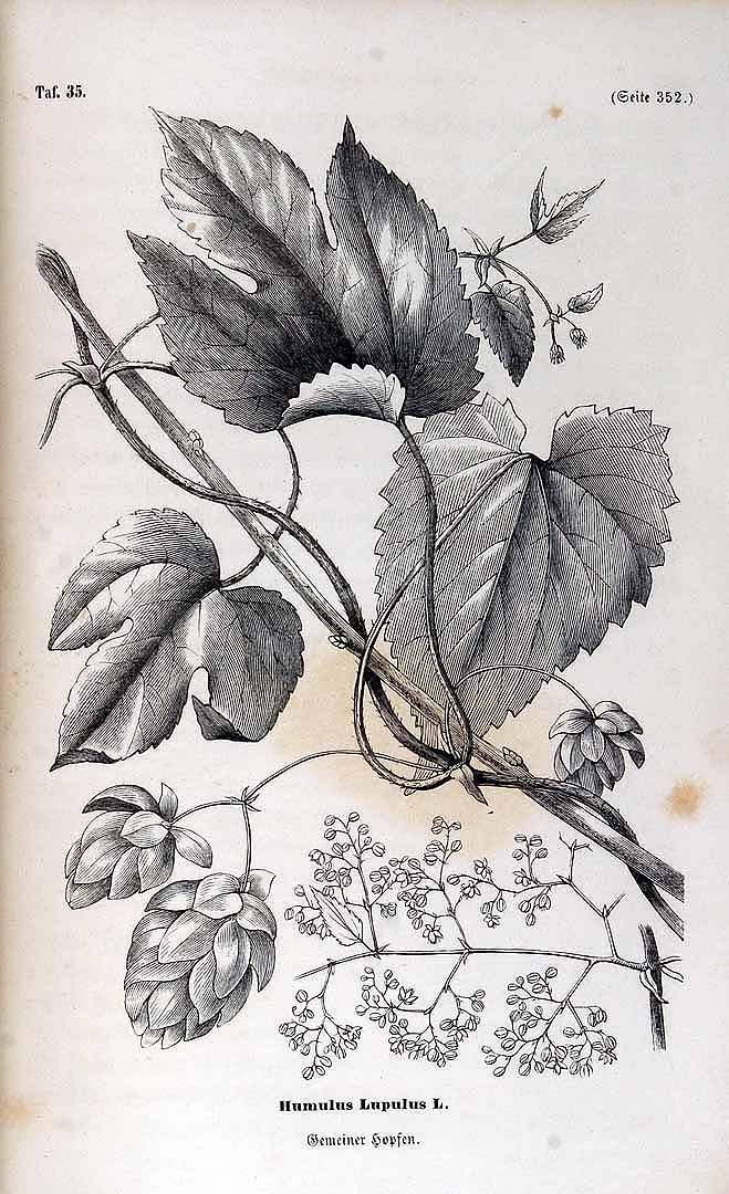 no HD illustration available (3)