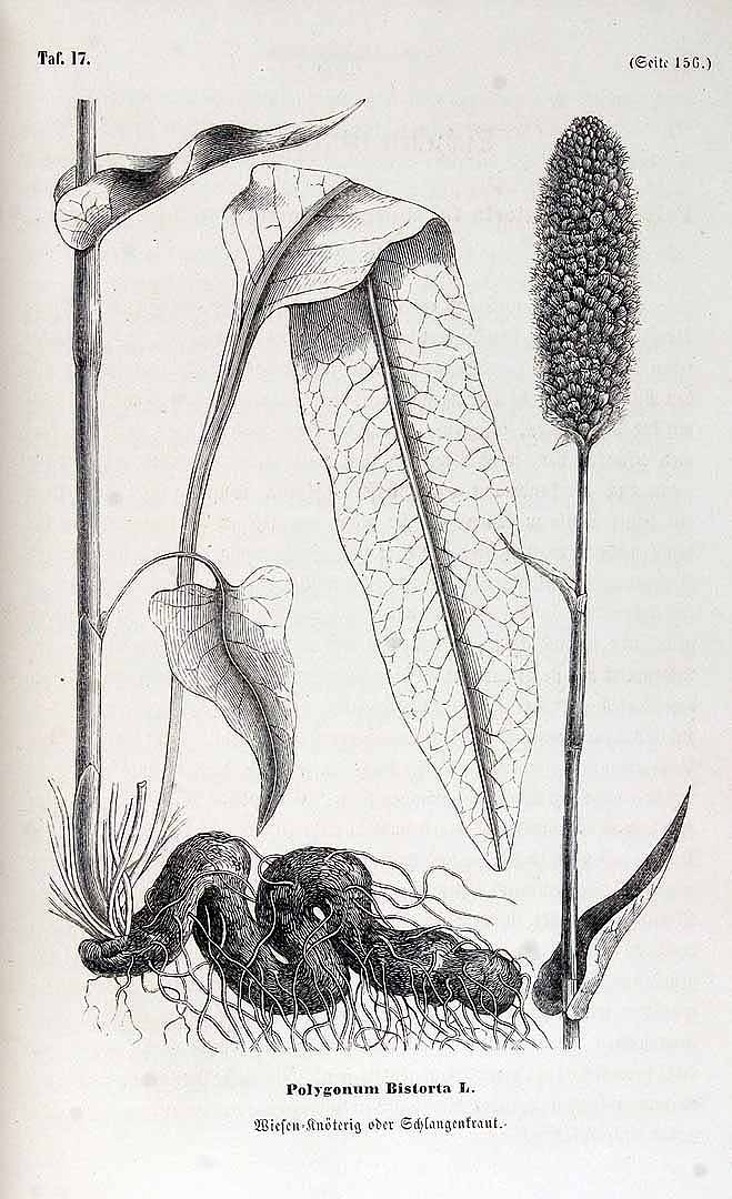 no HD illustration available (3)