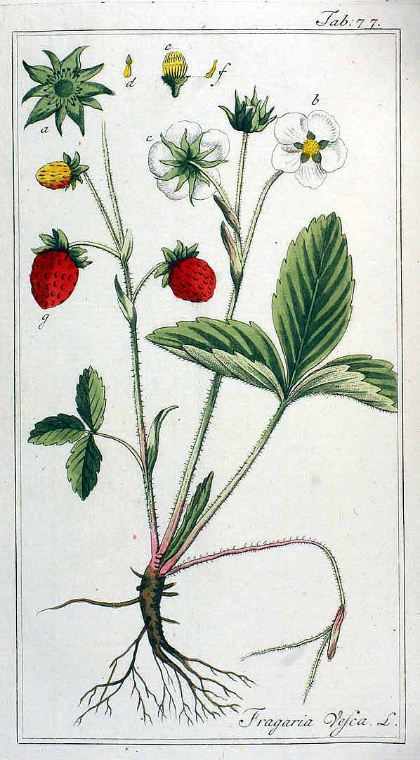 no HD illustration available (3)