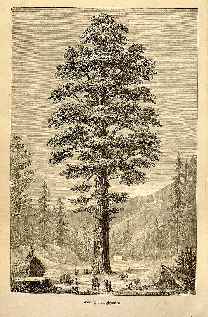 no HD illustration available (3)