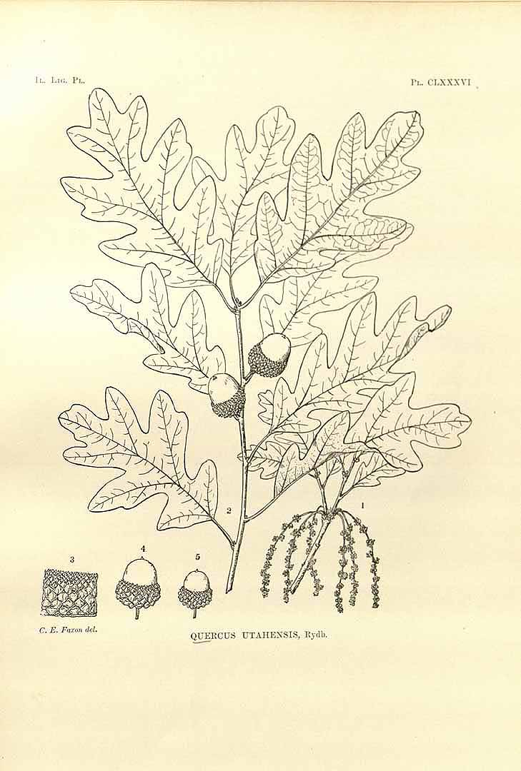 no HD illustration available (3)