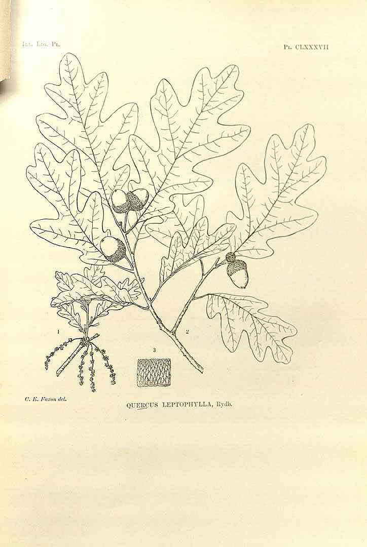 no HD illustration available (3)