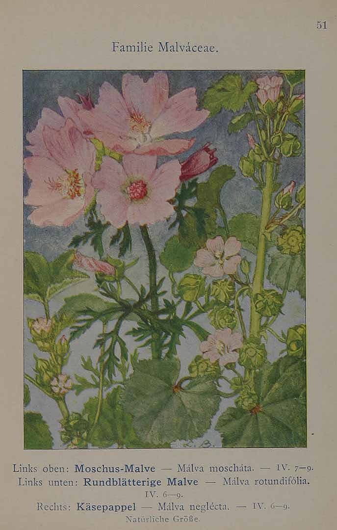 no HD illustration available (3)