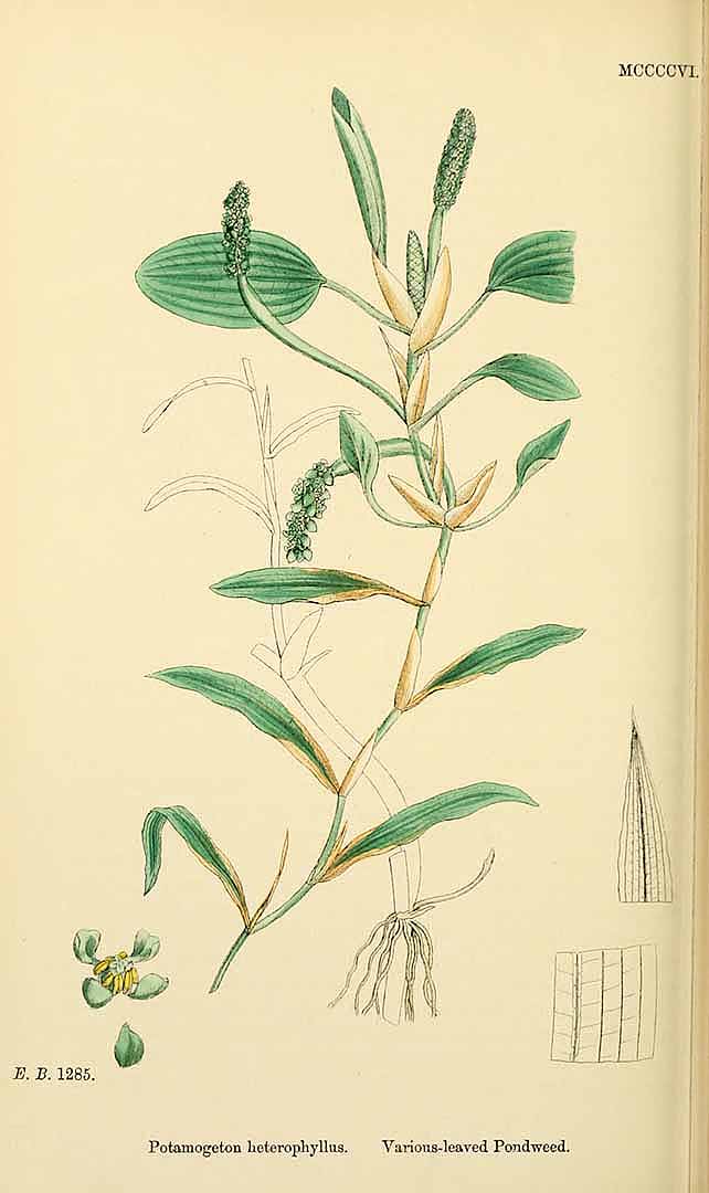 no HD illustration available (3)