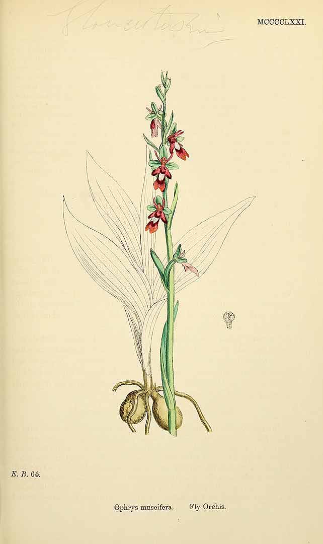 no HD illustration available (3)