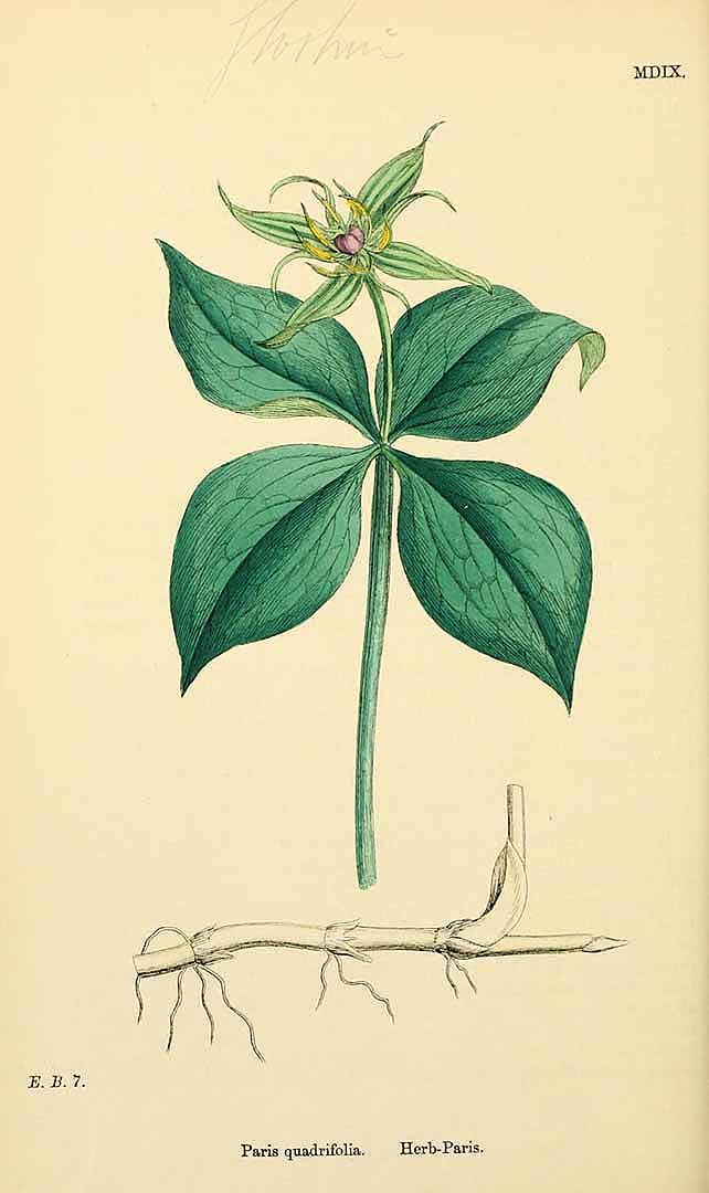 no HD illustration available (3)