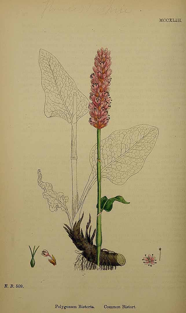 no HD illustration available (3)