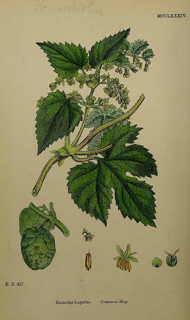 no HD illustration available (3)