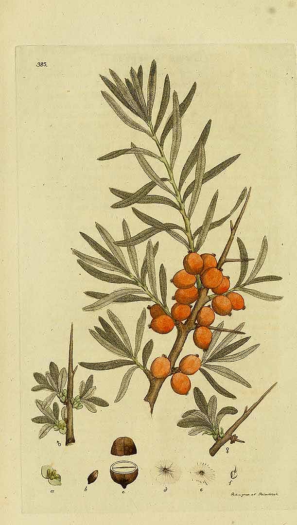 no HD illustration available (3)