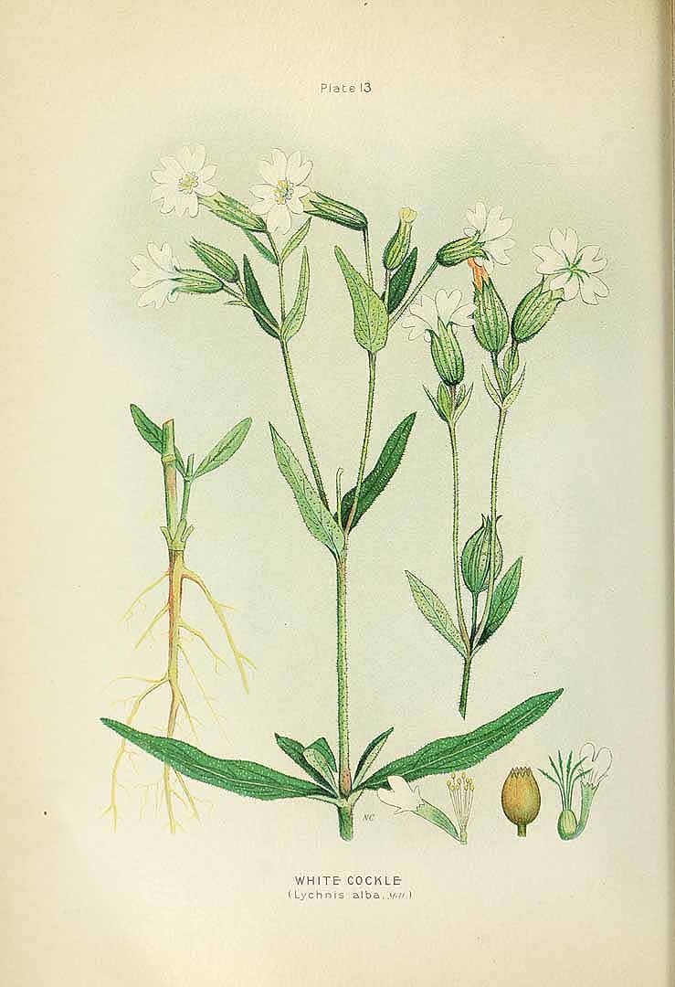 no HD illustration available (3)