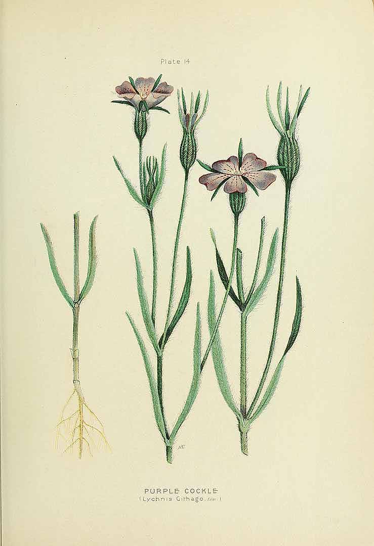 no HD illustration available (3)