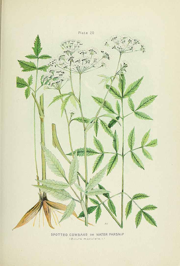 no HD illustration available (3)