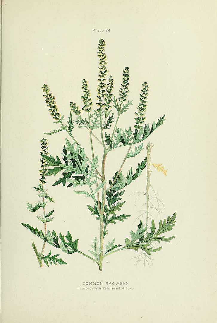 no HD illustration available (3)