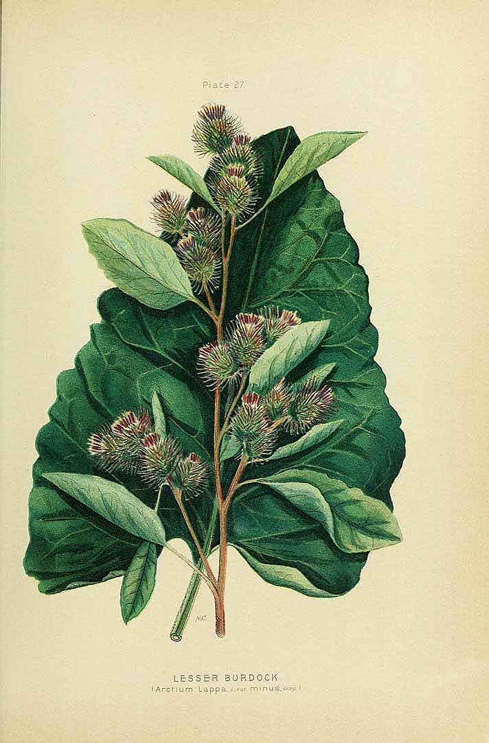 no HD illustration available (3)