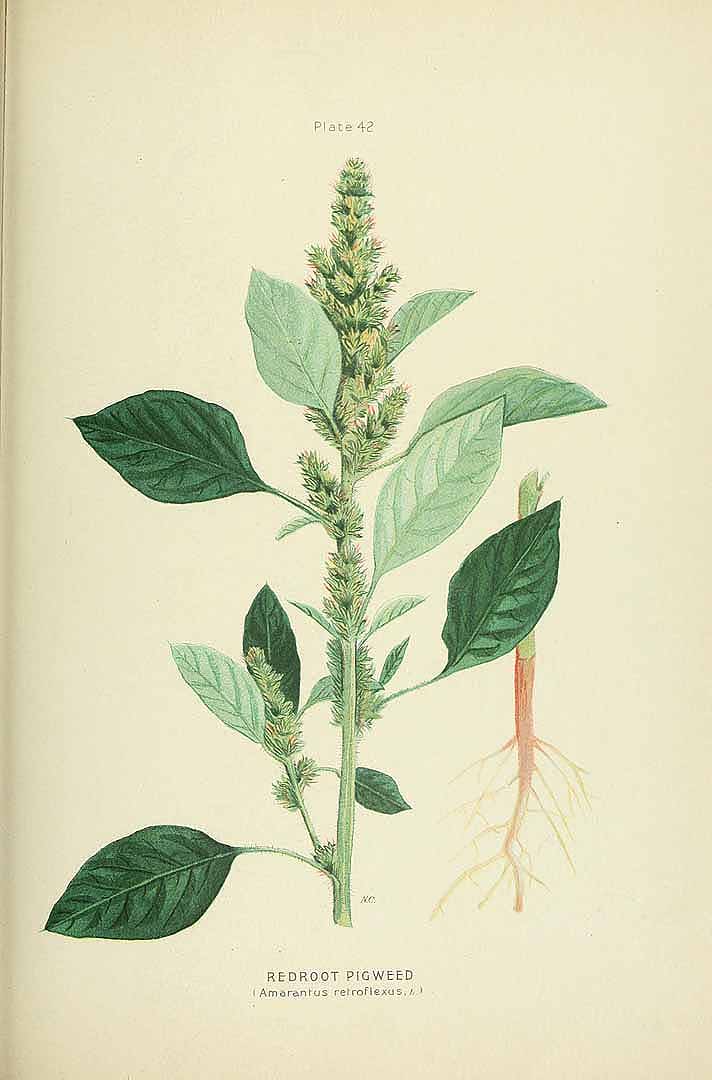 no HD illustration available (3)