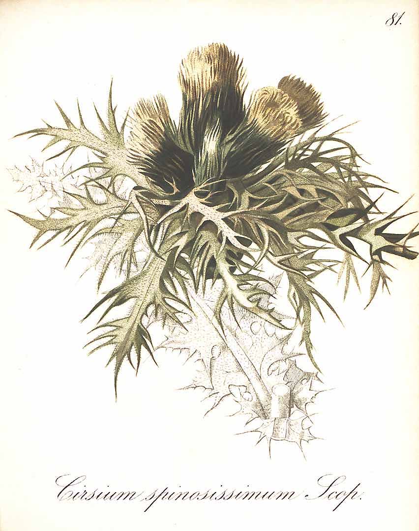 no HD illustration available (3)