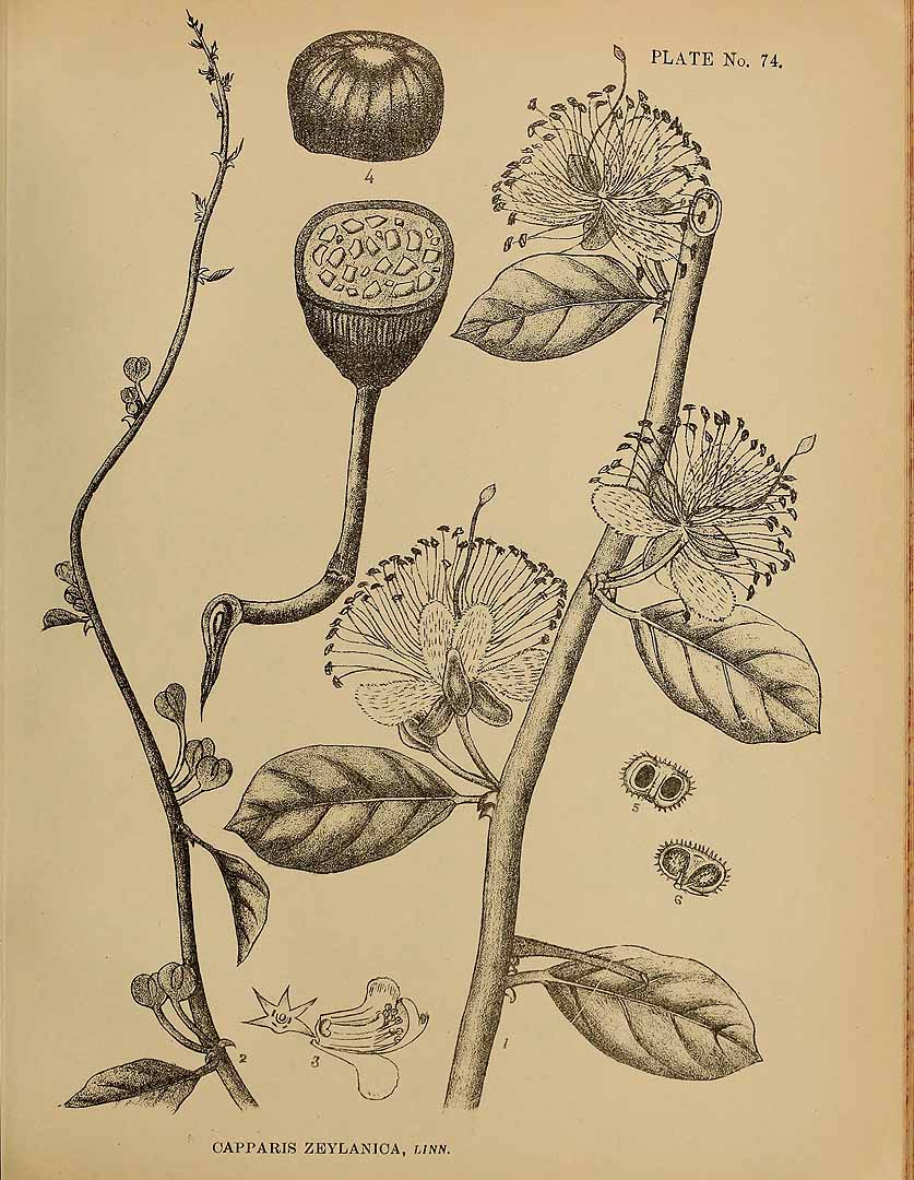 no HD illustration available (3)