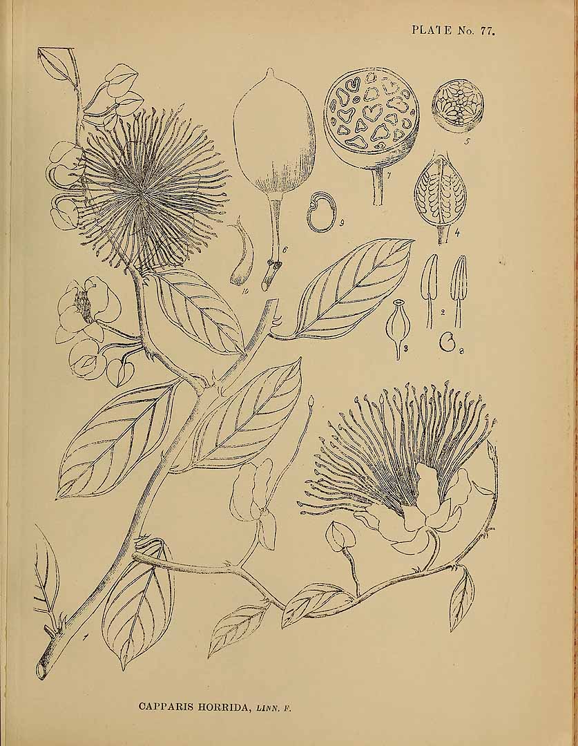 no HD illustration available (3)