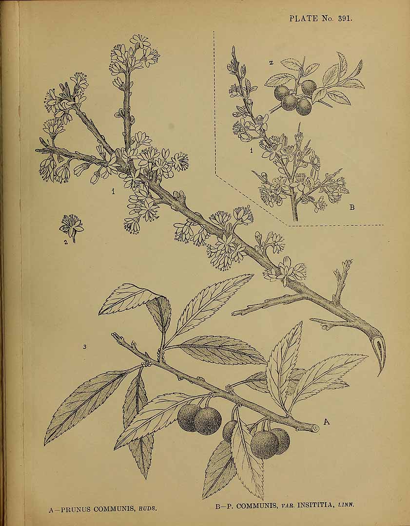 no HD illustration available (3)