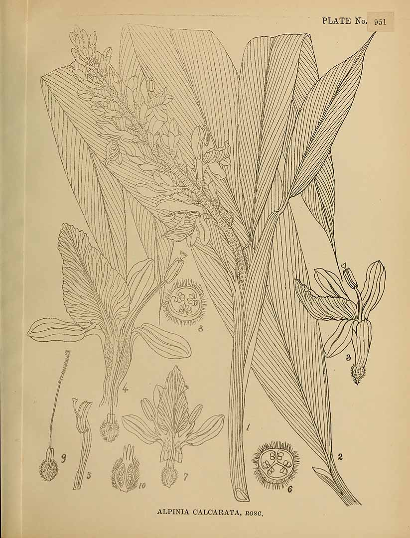 no HD illustration available (3)