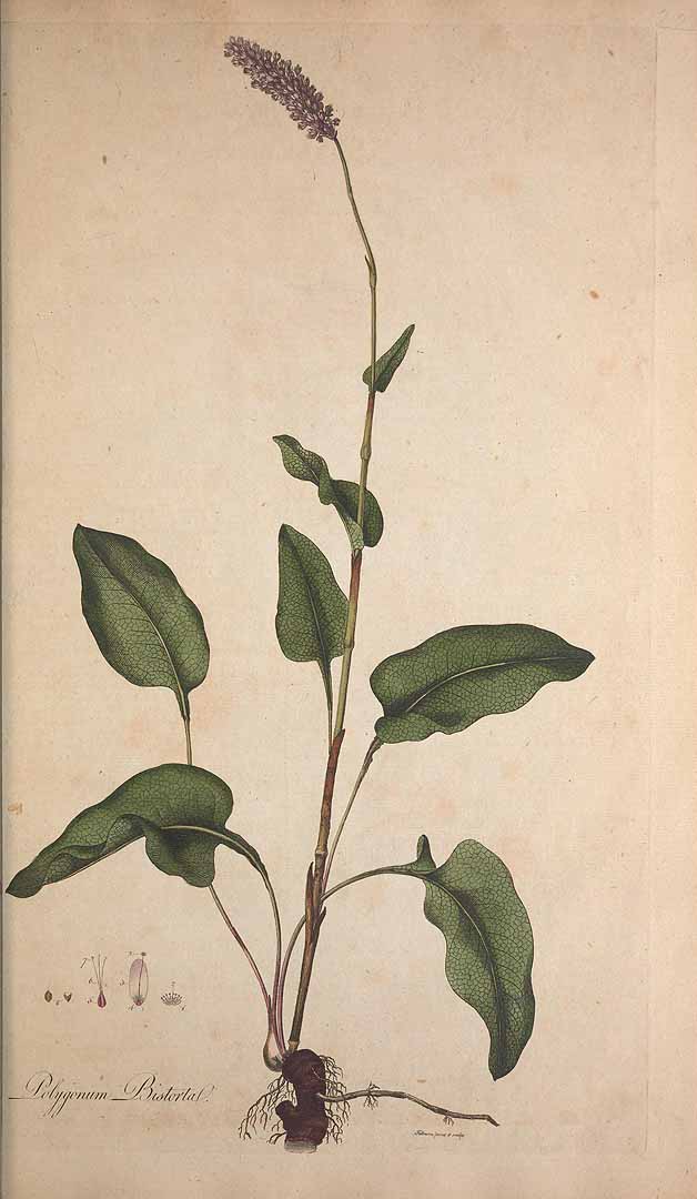 no HD illustration available (3)