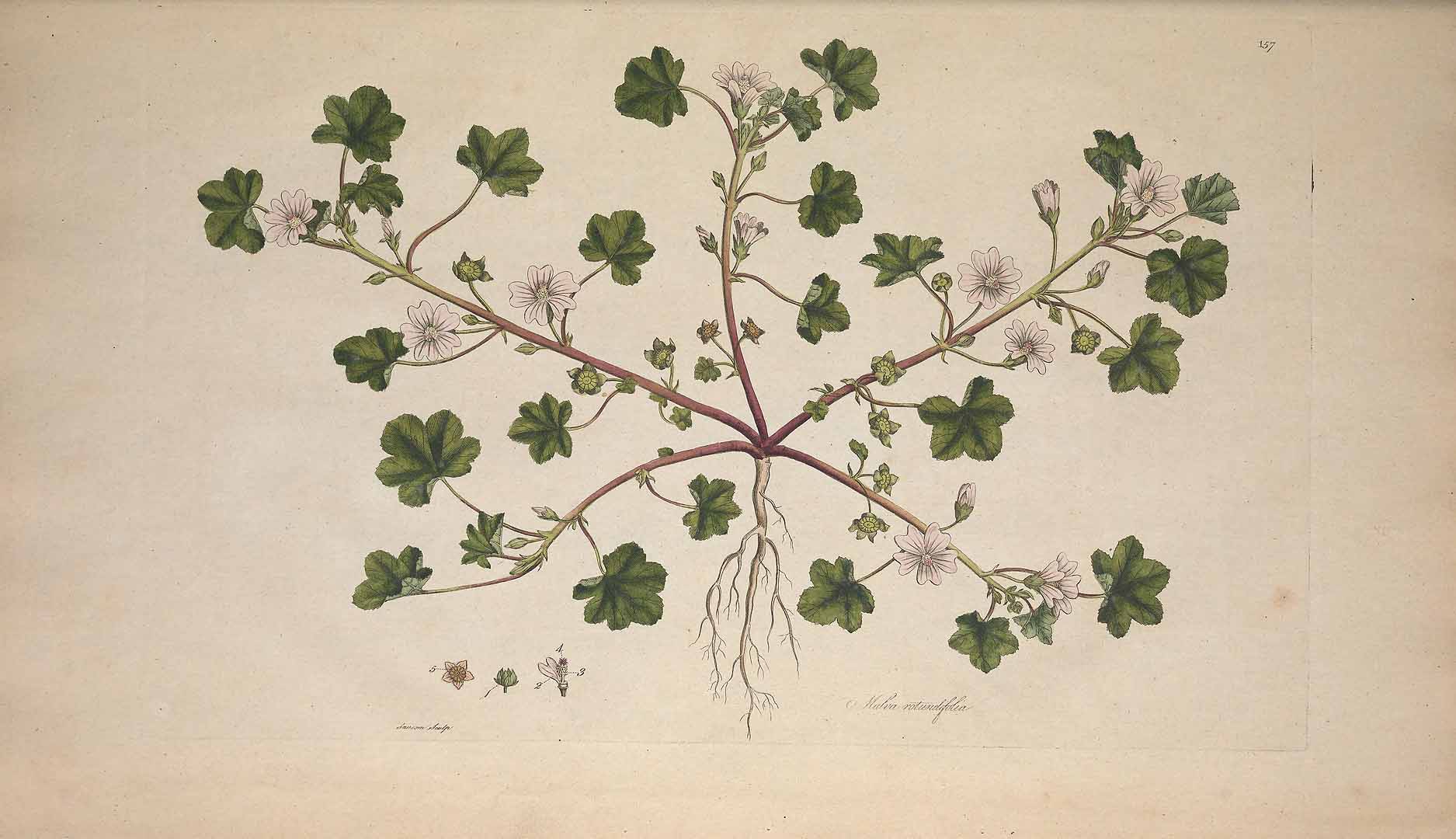 no HD illustration available (3)