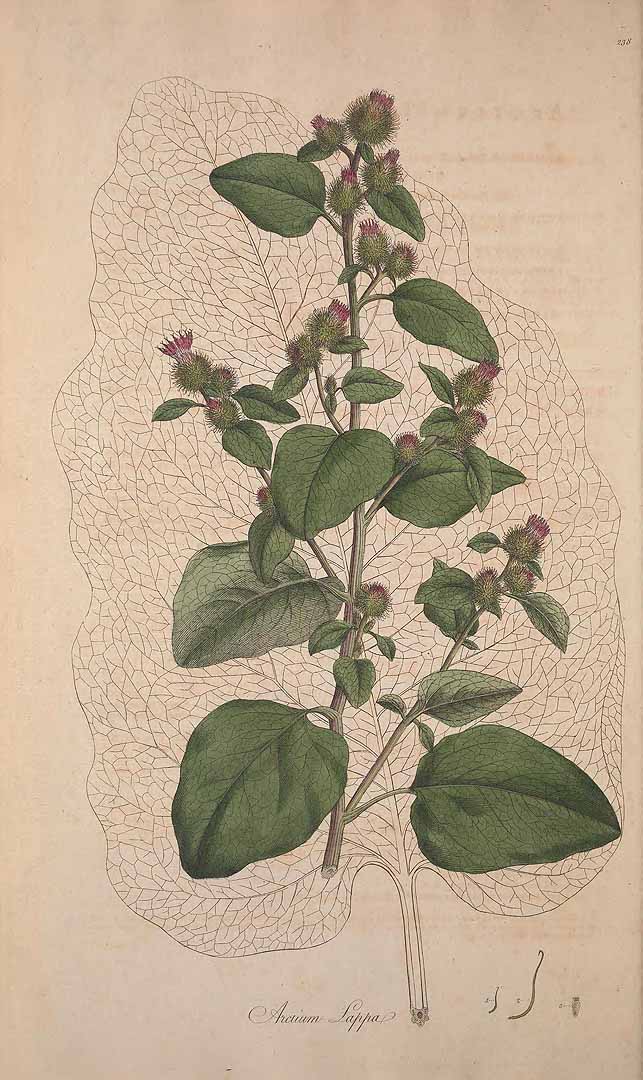 no HD illustration available (3)