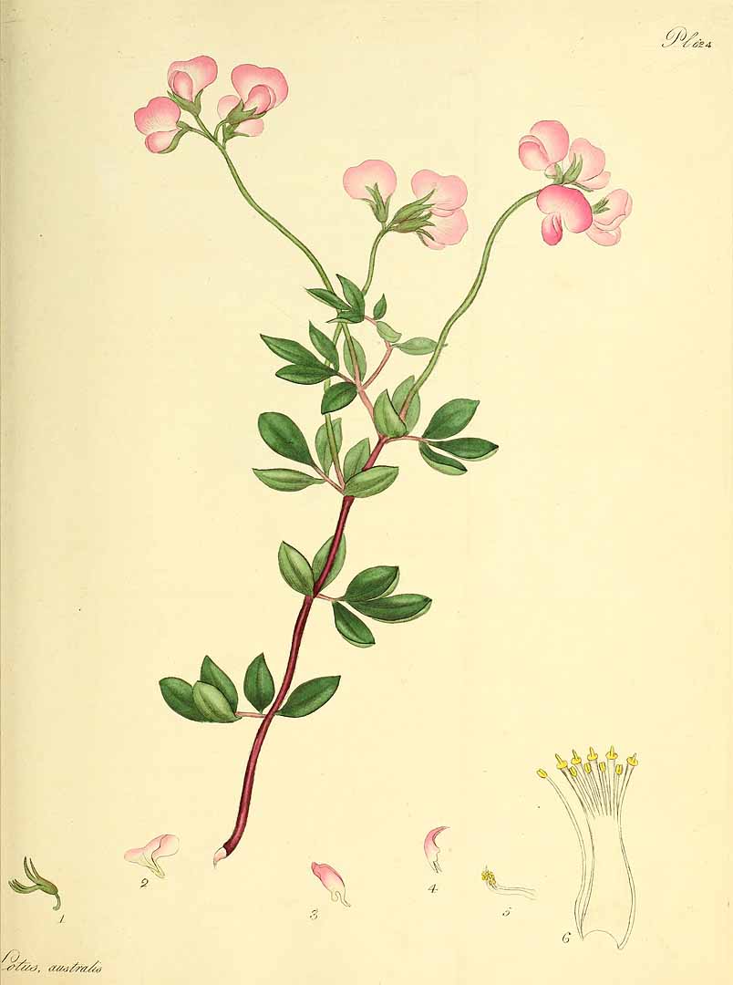 no HD illustration available (3)