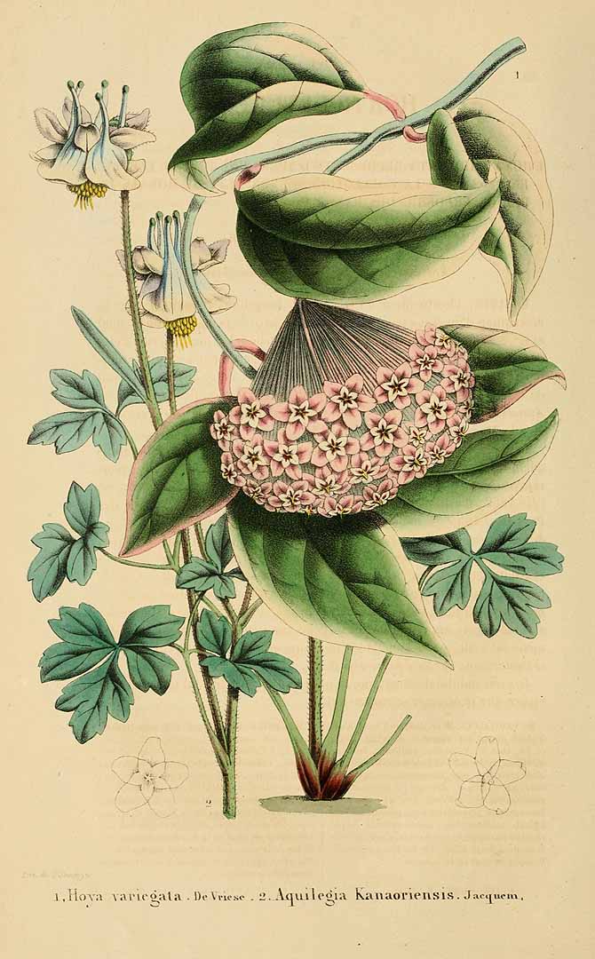 no HD illustration available (3)