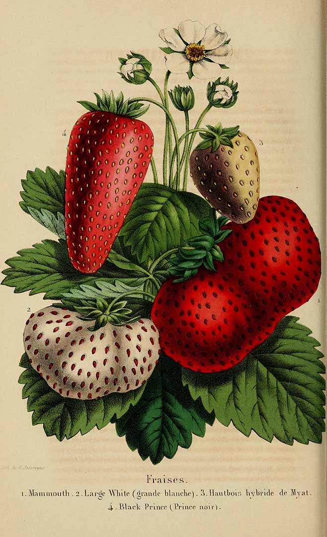 no HD illustration available (3)