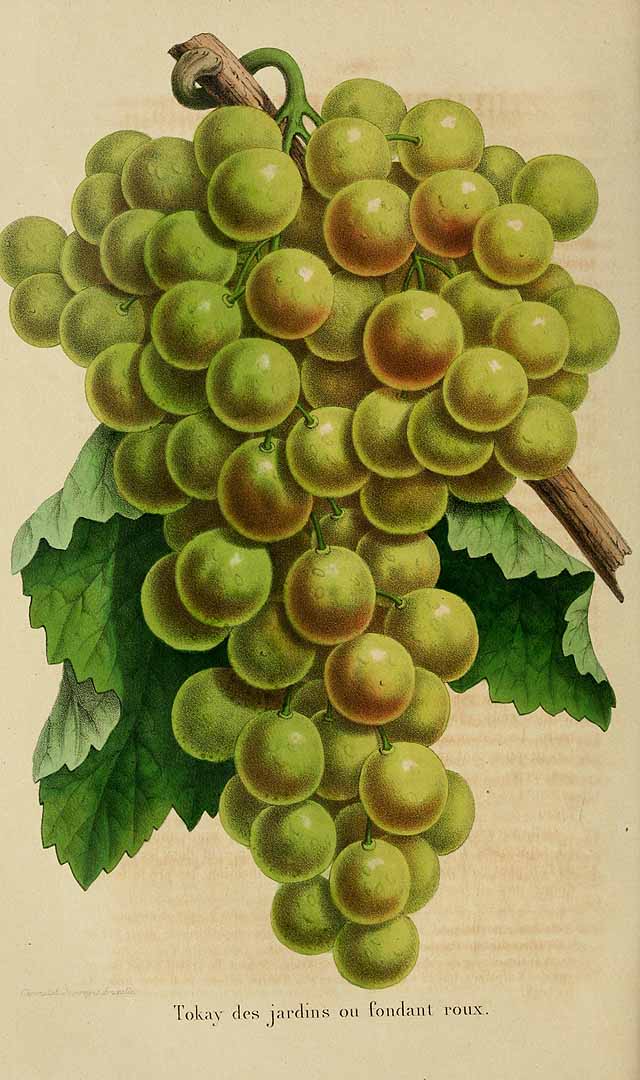 no HD illustration available (3)