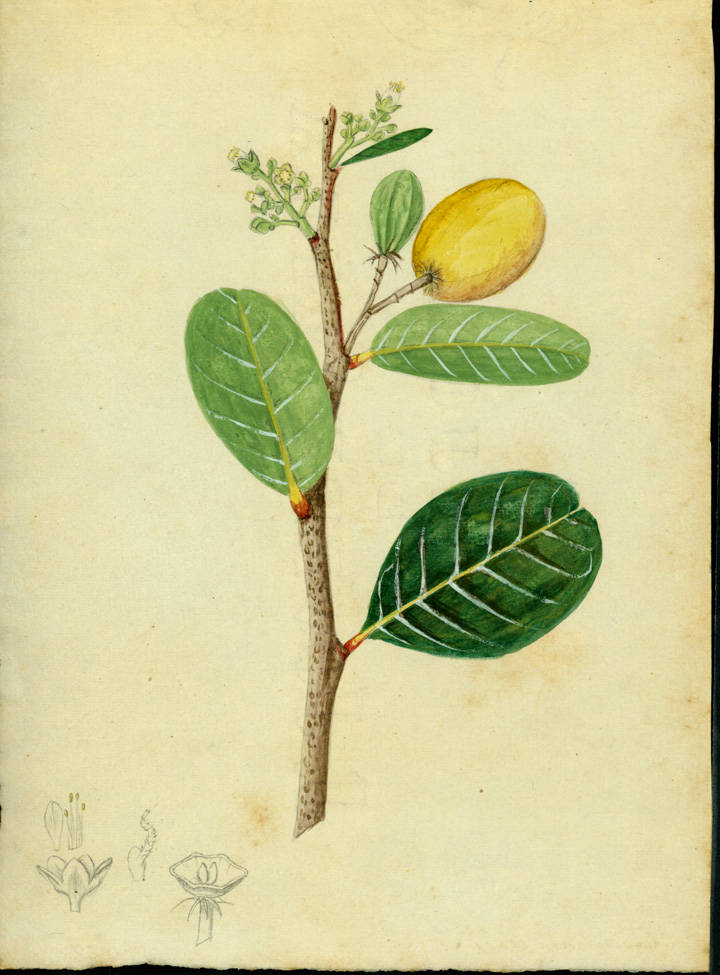 no HD illustration available