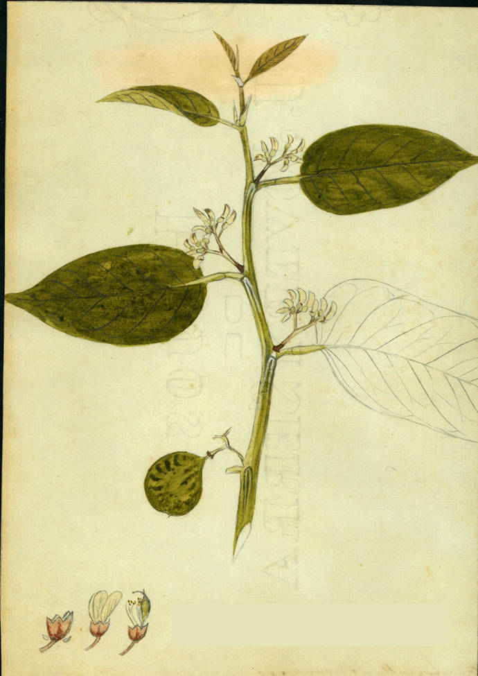 no HD illustration available