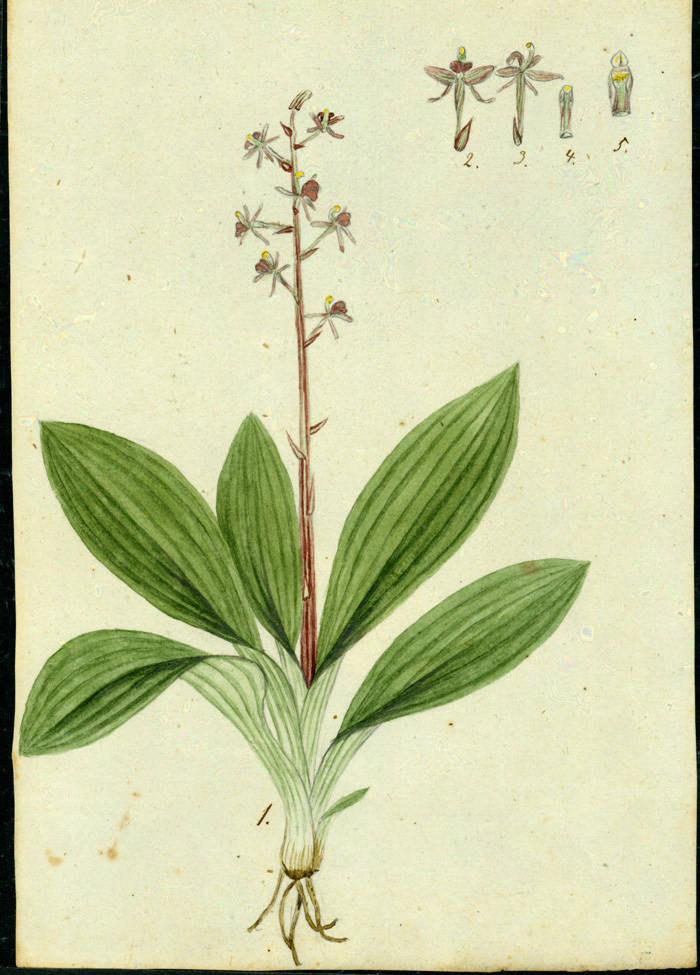 no HD illustration available