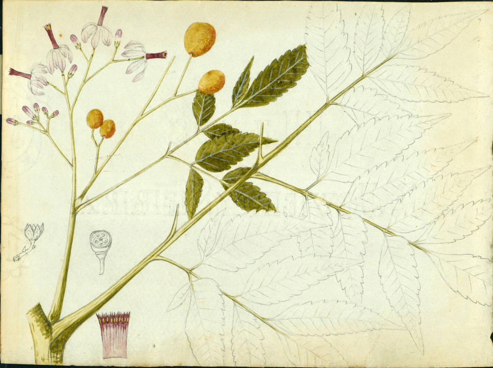 no HD illustration available