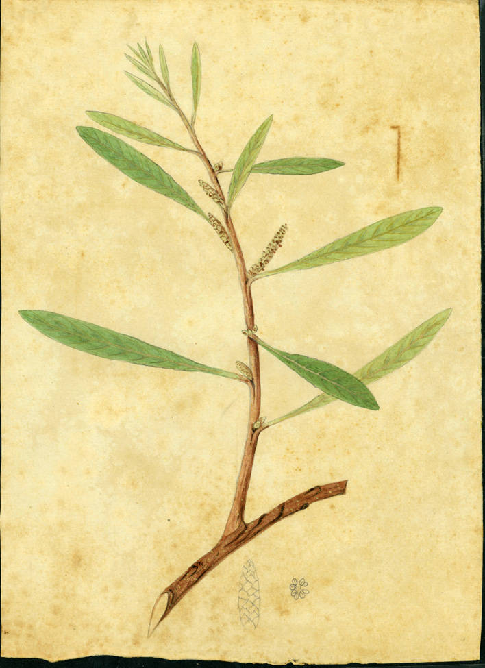 no HD illustration available