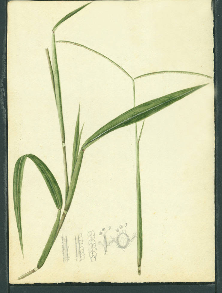 no HD illustration available