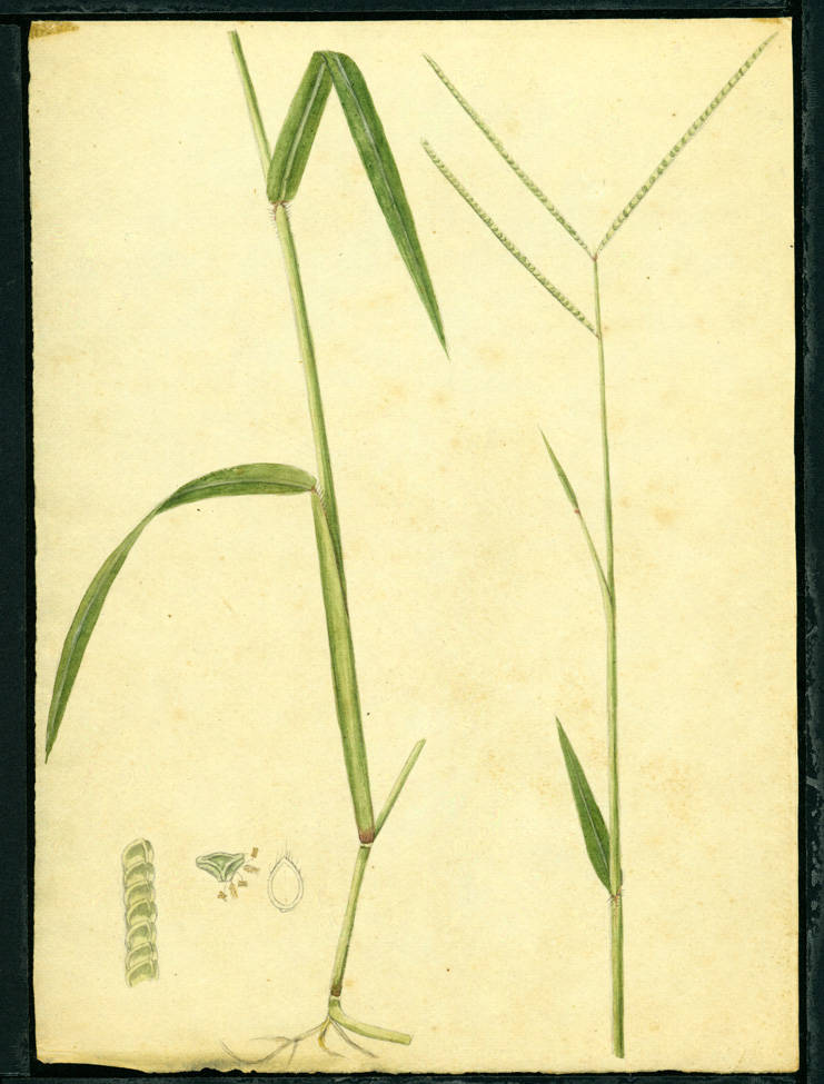 no HD illustration available