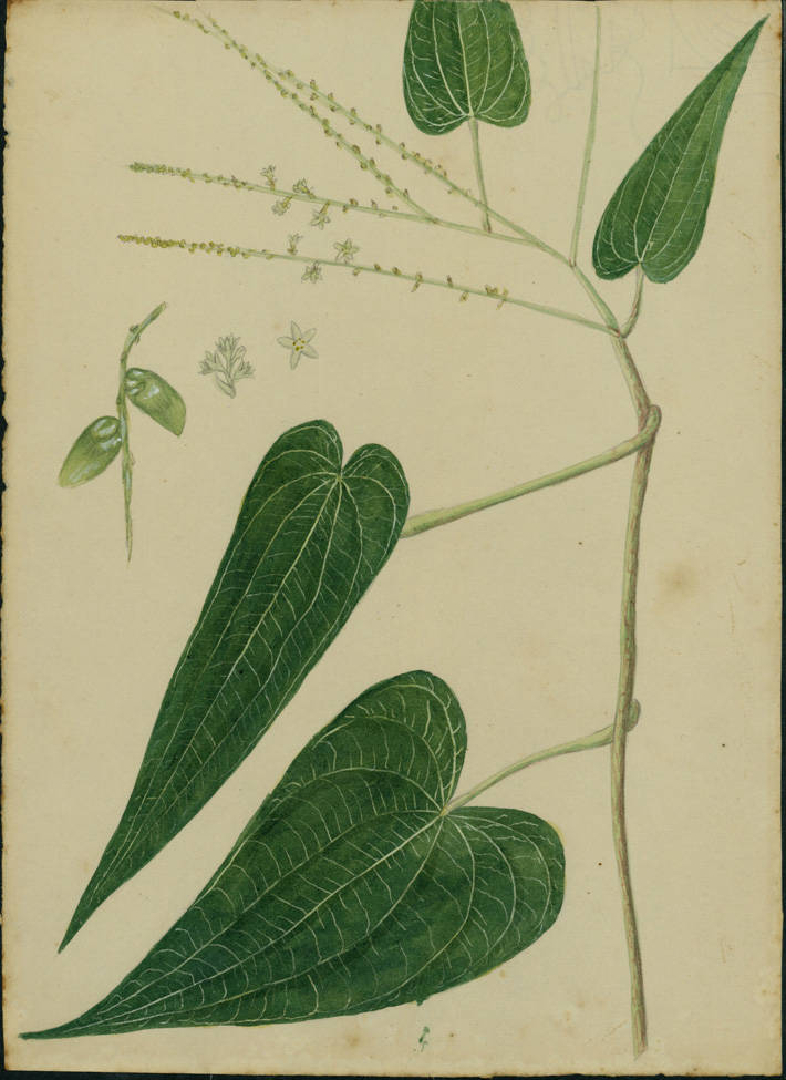 no HD illustration available