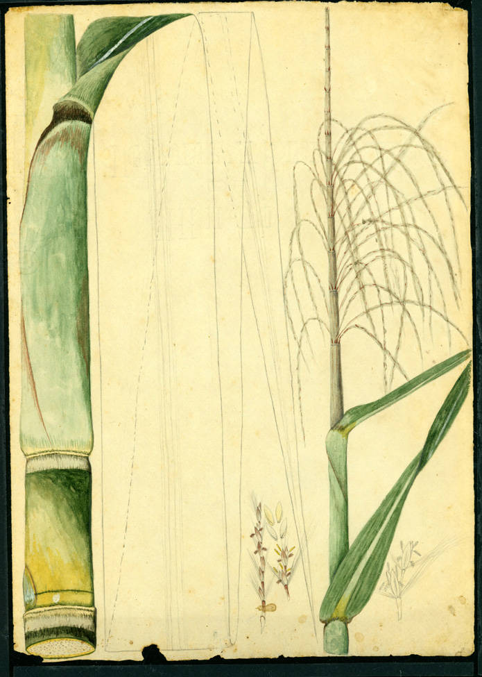 no HD illustration available