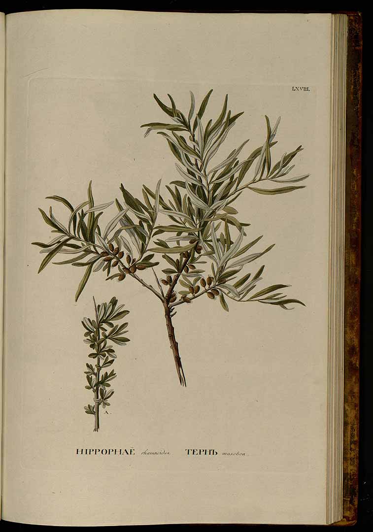 no HD illustration available (3)